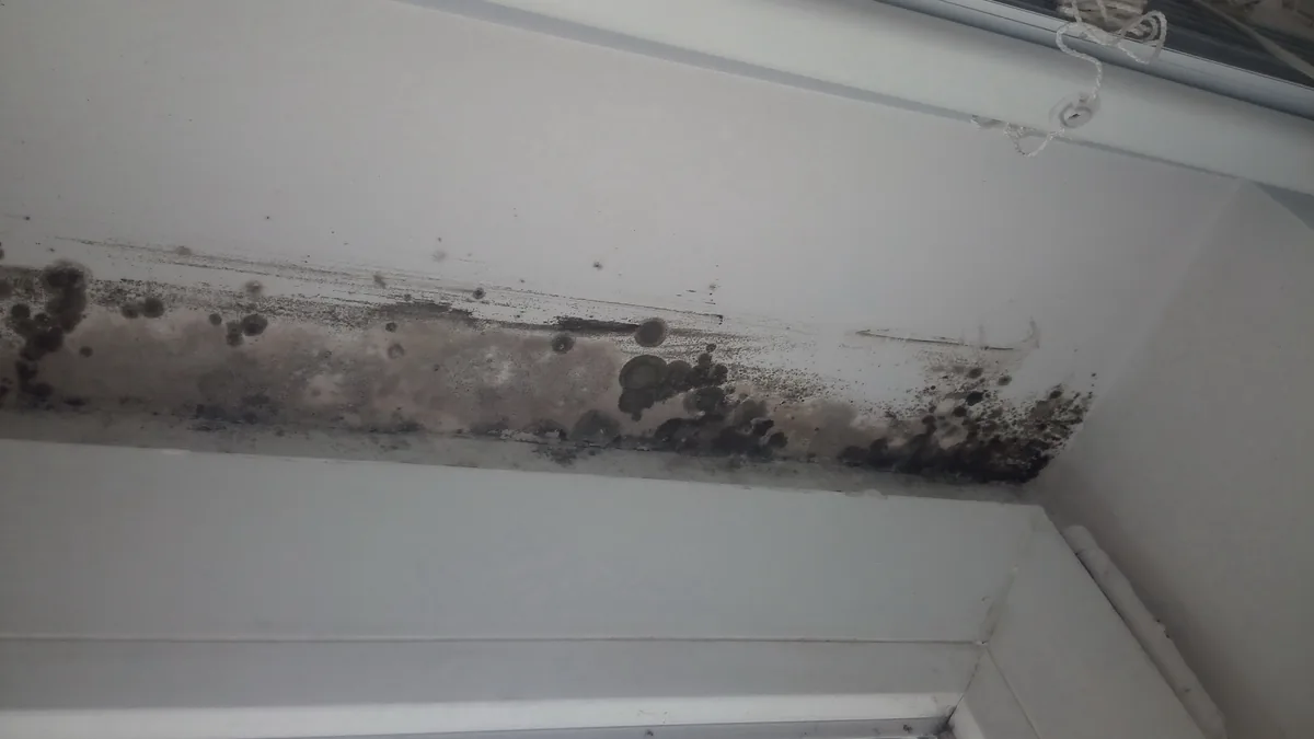 Mold spreading along a ceiling and wall near a window
